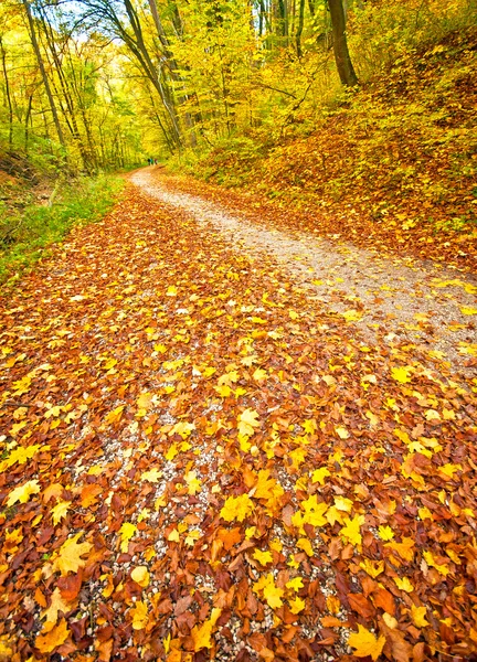 Jesienny scena w lesie — Zdjęcie stockowe