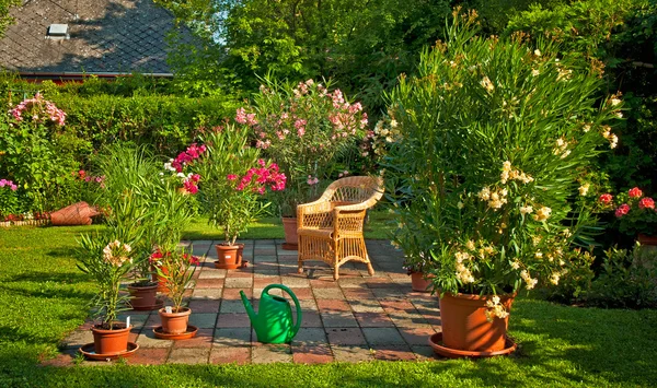 Oleander i trädgården — Stockfoto