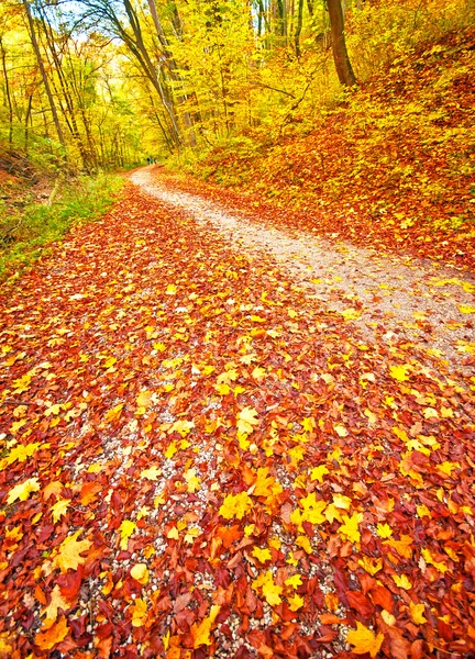 Jesienny w lesie — Zdjęcie stockowe