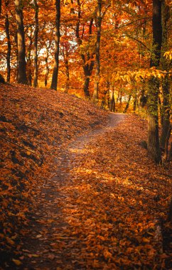 Sonbaharda ormanda patika