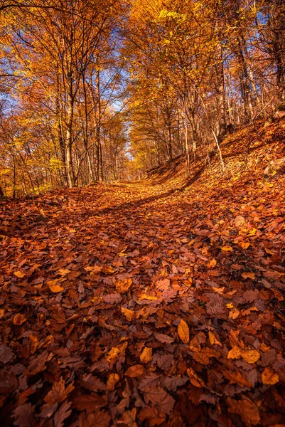 森林里秋天的美景 — 图库照片