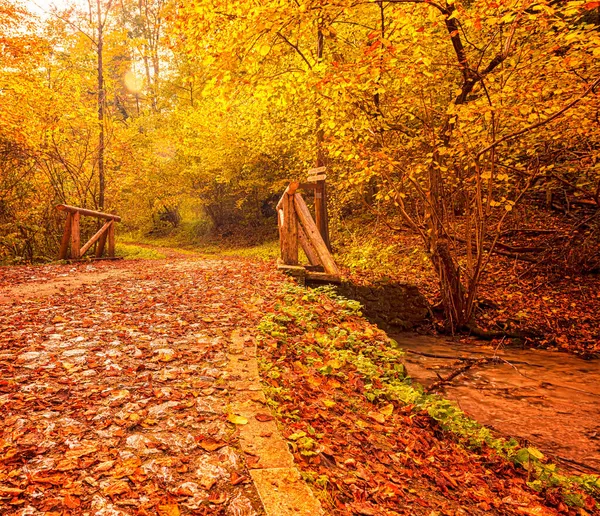 Schöne Herbstliche Szene Wald — Stockfoto