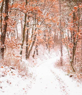 Karla kaplı güzel bir kış sahnesi