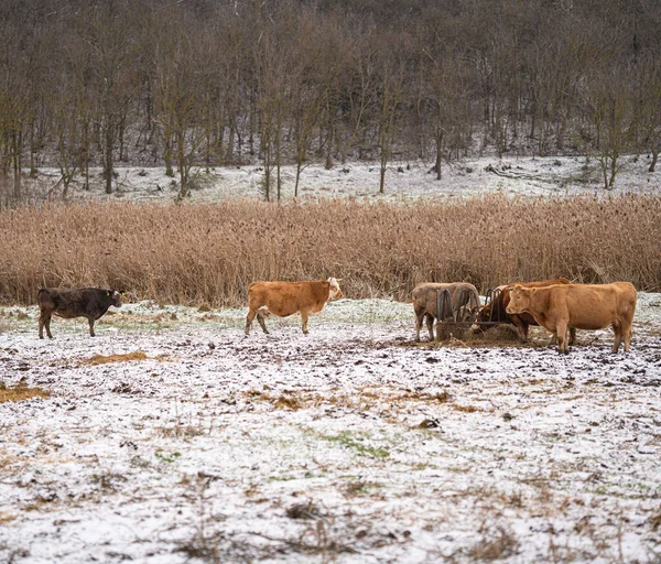 Krowy Polu Zimie — Zdjęcie stockowe