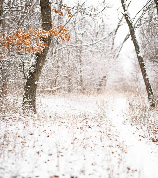 Belle Scène Forêt Hivernale Couverte Neige — Photo