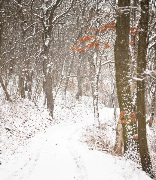 Nice Inverno Floresta Cena Coberta Neve — Fotografia de Stock