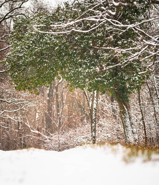 Belle Scène Forêt Hivernale Couverte Neige — Photo