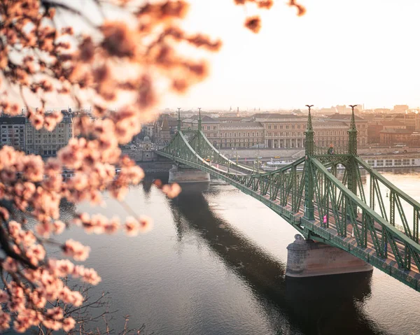 Ponte Liberty Bonita Com Flor Amêndoa Budapeste Hungria — Fotografia de Stock