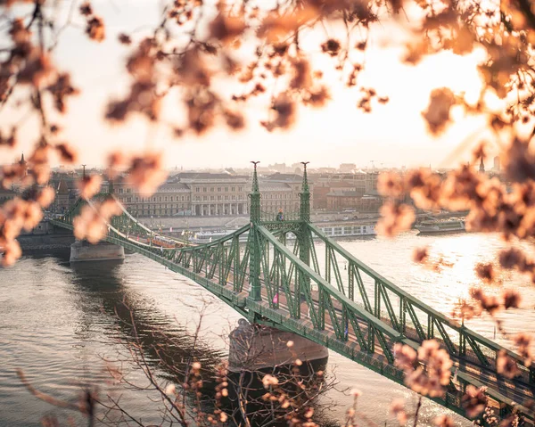 Krásný Liberty Bridge Mandlovým Květem Budapešti Maďarsko — Stock fotografie