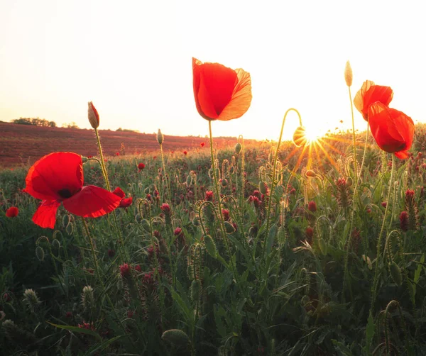 Ładne Makowe Kwiaty Zachodzie Słońca — Zdjęcie stockowe