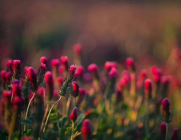 Flores Trébol Rojo Carmesí Trifolium Incarnatum Campo — Foto de Stock