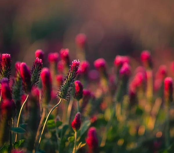 Flores Trevo Vermelho Carmesim Trifolium Incarnatum Campo — Fotografia de Stock