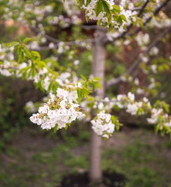 Baharda çiçek açan kiraz ağacı