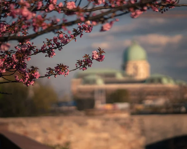 Fioritura Ciliegi Rosa Giapponesi Lungomare Arpad Toth Budapest — Foto Stock