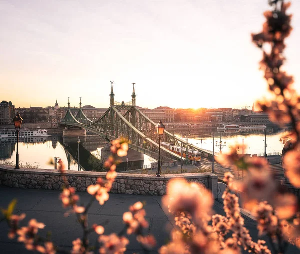 Hermoso Puente Libertad Con Flor Almendra Budapest Hungría — Foto de Stock