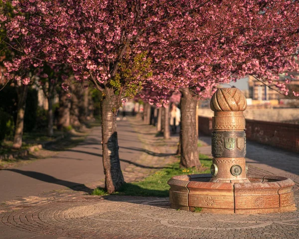 Blooming Pink Japanese Cherry Trees Arpad Toth Promenade Budapest — Stock Photo, Image