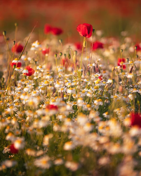 Maravillosas Flores Amapola Campo Primavera — Foto de Stock