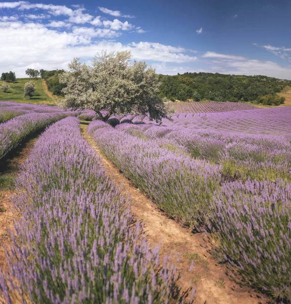 Wonderful Lavender Field Hungary — Stock fotografie