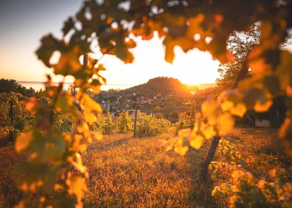 Nice Vineyard Lake Balaton Autumn — Stockfoto