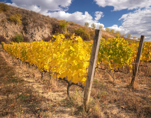 Wonderful Vineyards Tokaj Autumn — Stockfoto