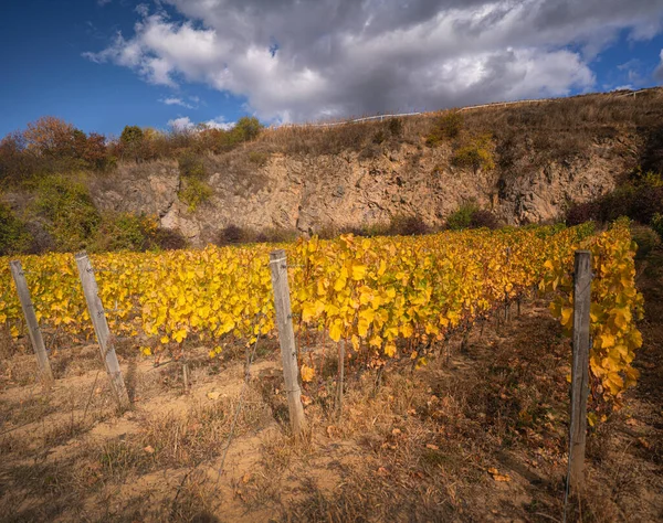 Wonderful Vineyards Tokaj Autumn — Fotografia de Stock