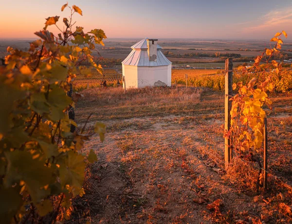 Small Wine Cellar Wonderful Vineyards Tokaj Autumn — Photo