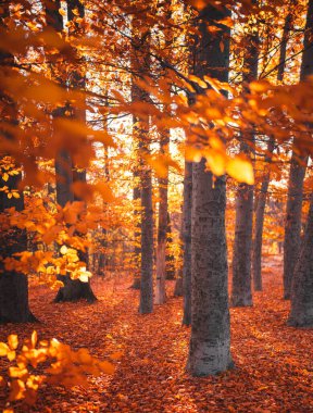 Sonbaharda ormanda patika