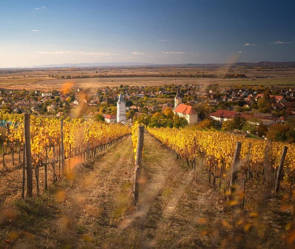 Wonderful Vineyards Tokaj Autumn — Stock Photo, Image