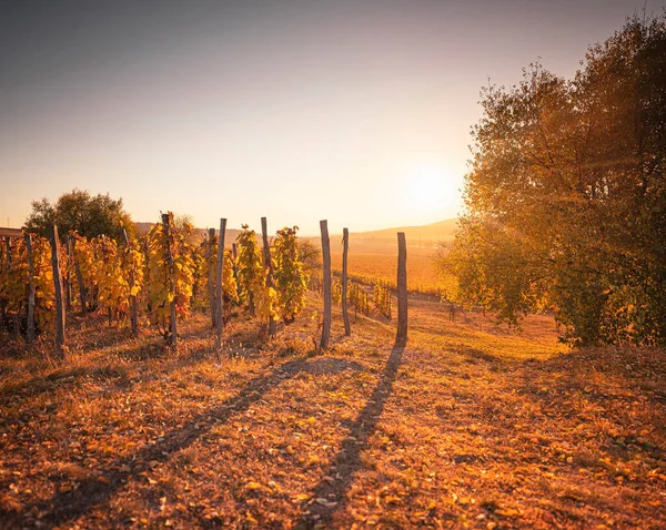 Wonderful Vineyards Tokaj Autumn — Stok fotoğraf