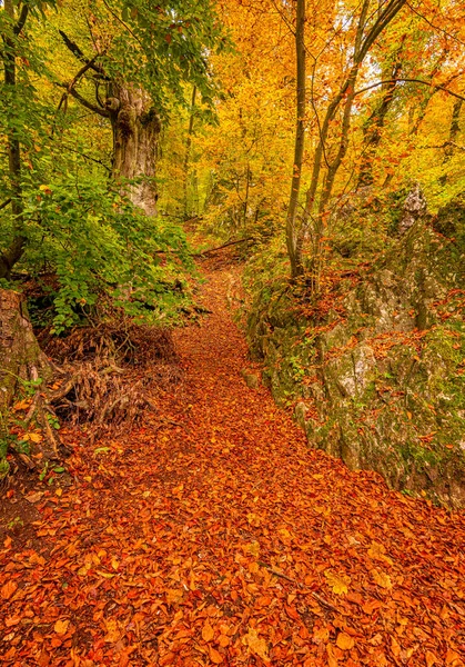 Waldpfad Herbst — Stockfoto