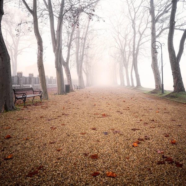 Mistige Herfstscène Met Bomen — Stockfoto