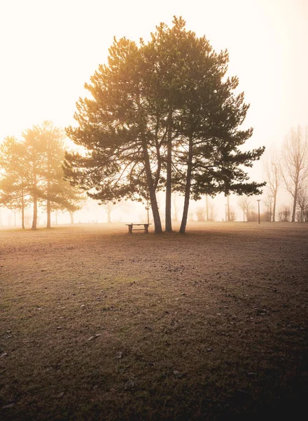 木々と霧の秋のシーン — ストック写真