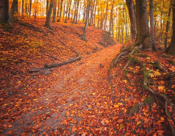 Caminho Floresta Outono — Fotografia de Stock