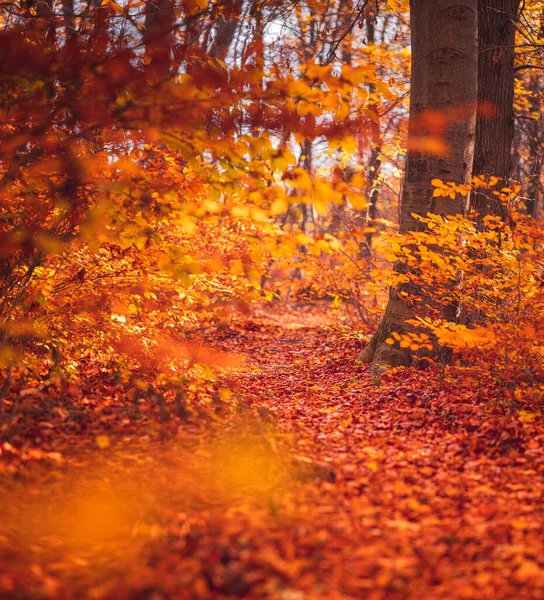 Sonbaharda Ormanda Patika — Stok fotoğraf