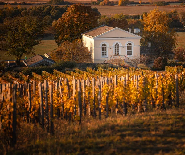 Pěkná Restaurace Vinný Sklep Nádherné Vinice Tokaji Podzim — Stock fotografie