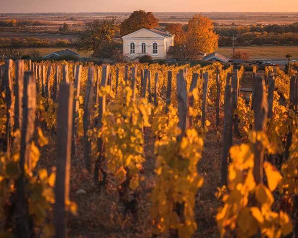 Хороший Ресторан Винный Погреб Прекрасных Виноградниках Токае Осенью — стоковое фото