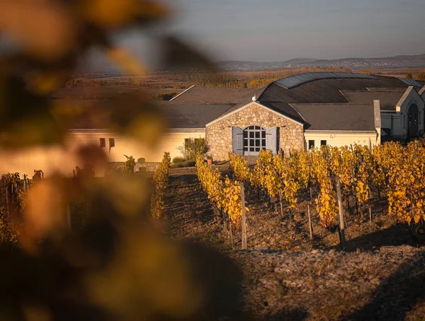 Pěkná Restaurace Vinný Sklep Nádherné Vinice Tokaji Podzim — Stock fotografie