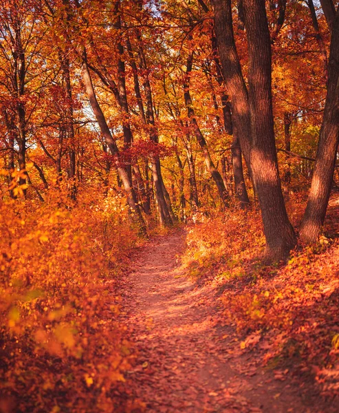 Ładna Jesienna Scena Lesie — Zdjęcie stockowe