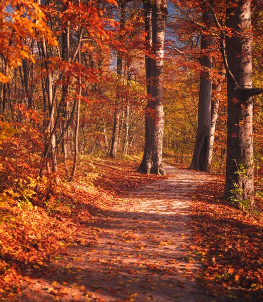 森林里秋天的美景 — 图库照片