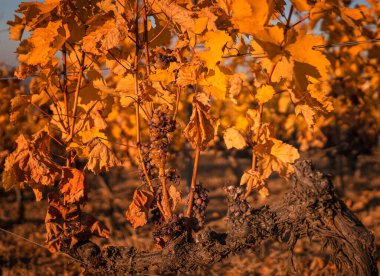 Wonderful vineyards at Tokaj in autumn