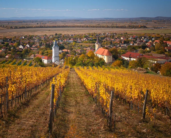 Wonderful Vineyards Tokaj Autumn — Stock fotografie