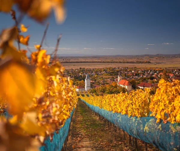 Wonderful Vineyards Tokaj Autumn — Fotografia de Stock