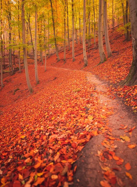 Nice Autumnal Scene Forest — Stock Photo, Image