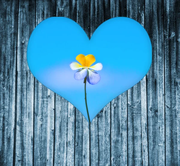 Heart shaped window on a wooden door to a flower — Stock Photo, Image