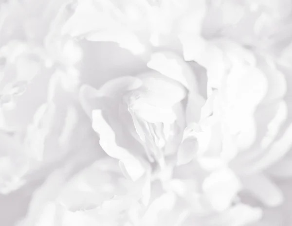 White petals — Stock Photo, Image