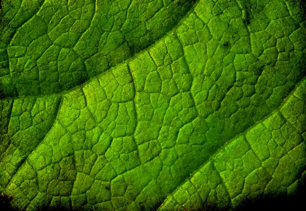 Leaf Grunge Hintergrund — Stockfoto