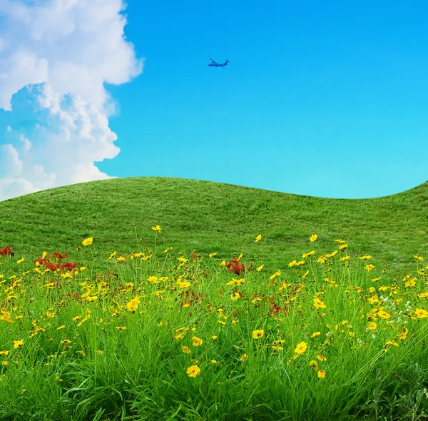 Blomsterfält och blå himmel — Stockfoto