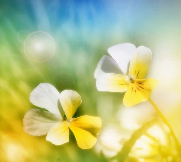 Fondo de primavera (borroso) ) — Foto de Stock