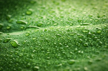 Yeşil yaprak ve su damlaları