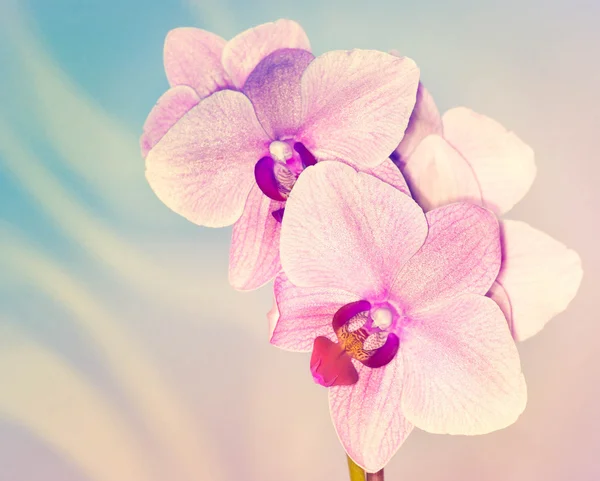 Pink orchids — Stock Photo, Image